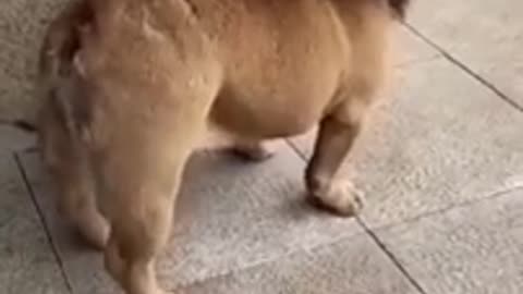 🤣😂Funny dog video🤣 shorts