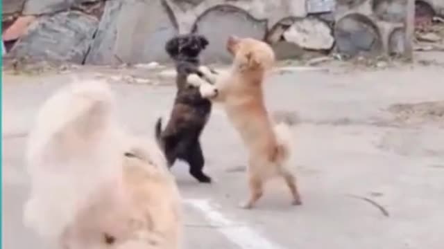 Dogs fighting 😜😙