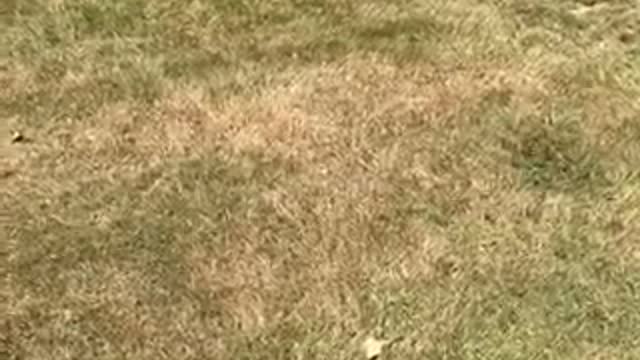 White dog playing with basketball and growling