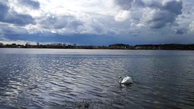 Swan romance