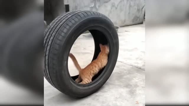 Cutie cat funny videos 😂😁😂