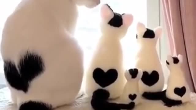 Lovely Cute Cats Family Funny Video