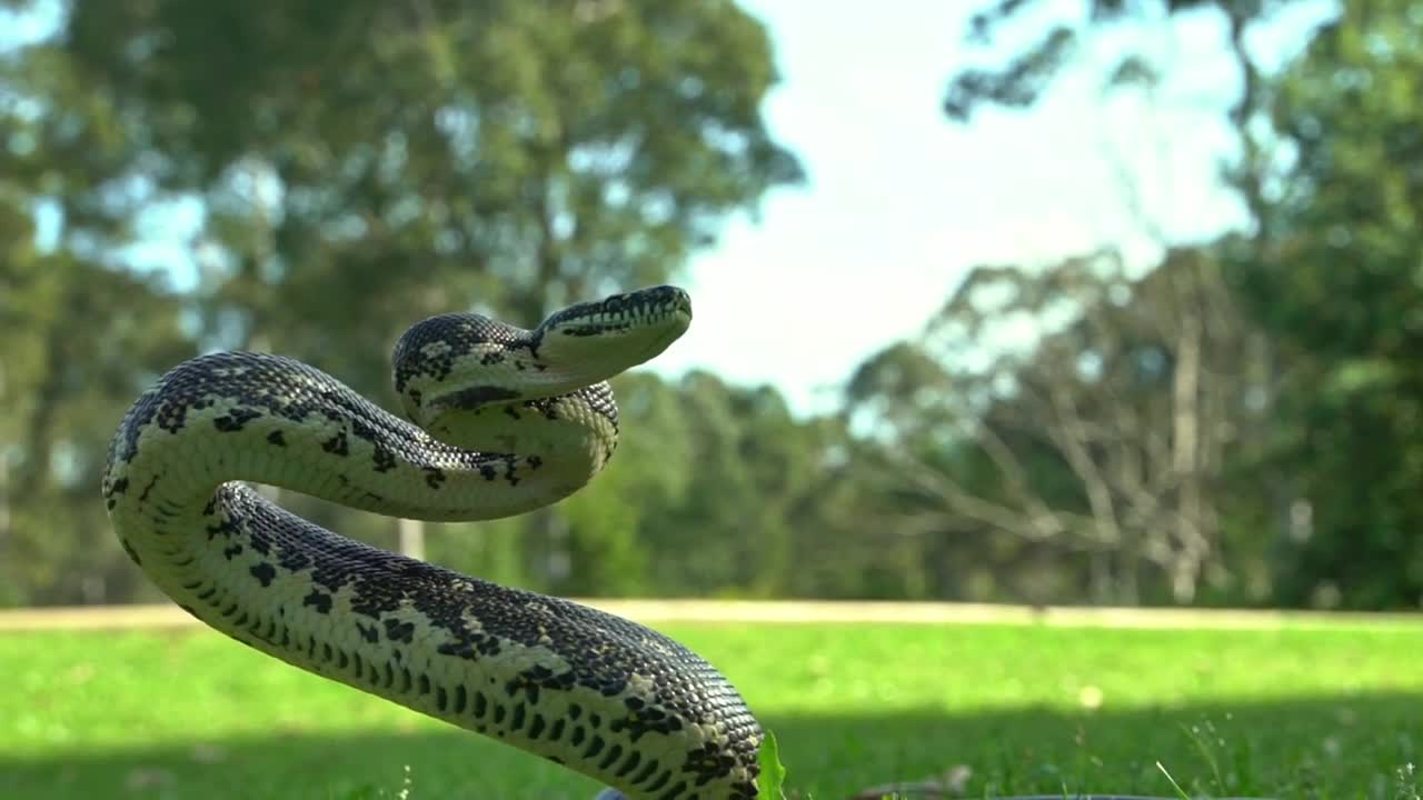 The world's largest and most venomous snake | Most venomous Indian Cobra | Snake Attack