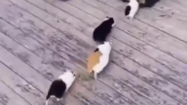 A collection of funny animal videos2021