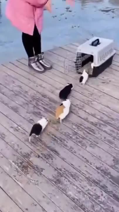 A collection of funny animal videos2021