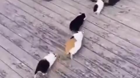 A collection of funny animal videos2021