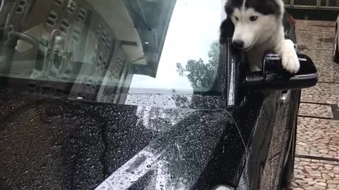 Dog Mystified by Moving Window Sticks