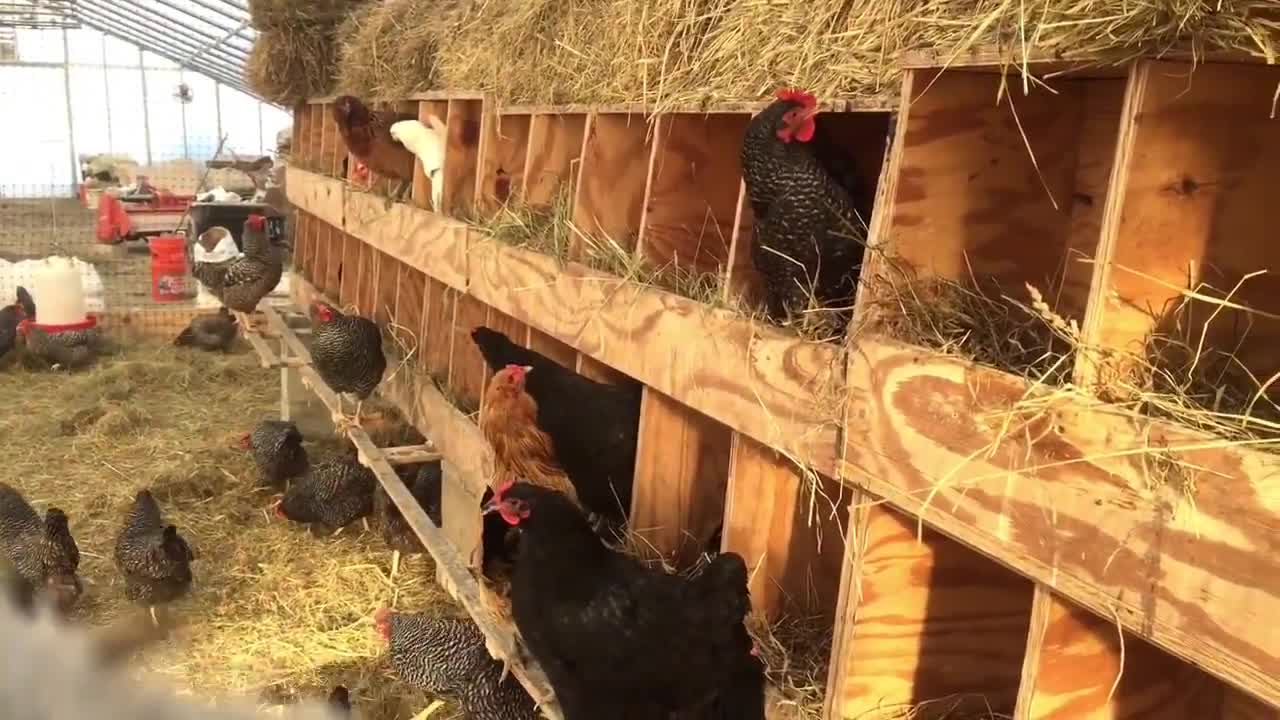 When to Replace Hay in Chicken Nest Boxes