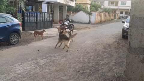 German Shepherd Fight Vs Stray Dog | Dominating GSD