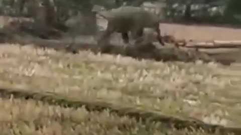 Man in high trying to fight with land largest animal elephant