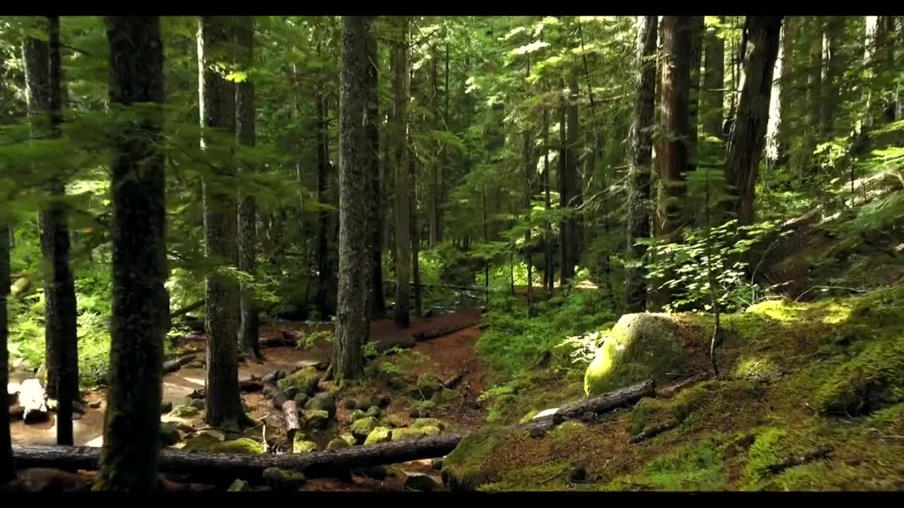 Sounds of Nature - Relaxing Walk in the Rain