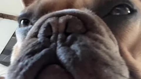 FaceTiming my vet to ask for my balls back - NoSchoolSaturday