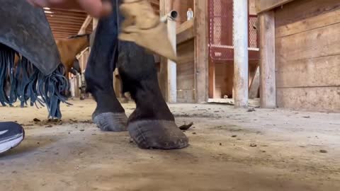 Change the horse's hoofs into new shoes.