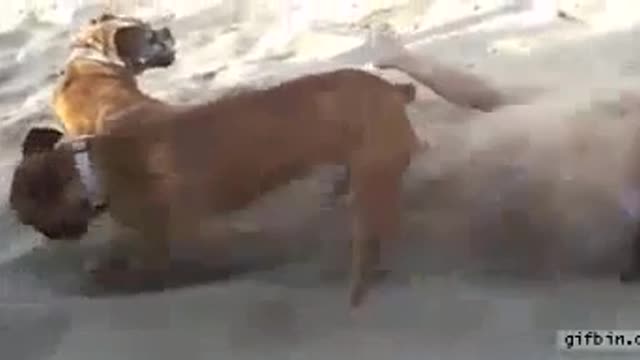 Dog taking revenge