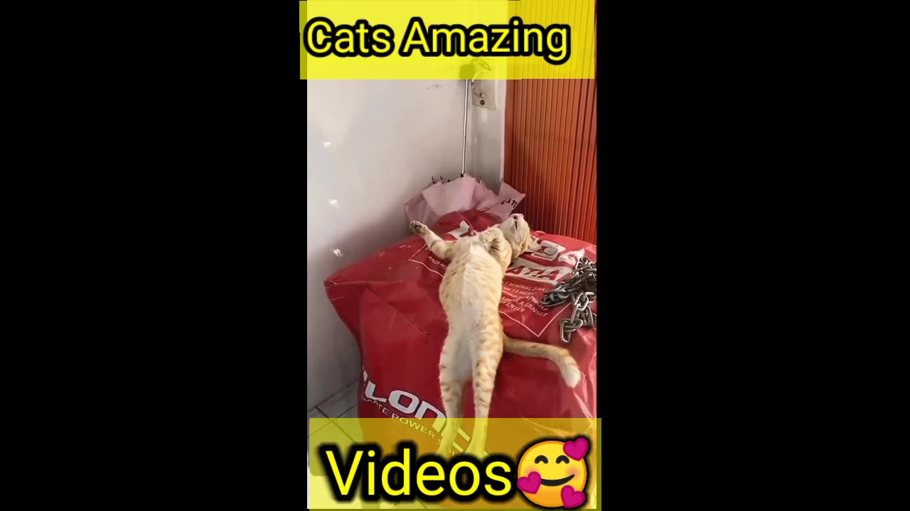 Cute amazing video #shorts