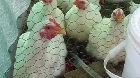 Chicken Tractor