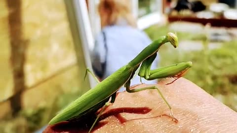 Praying mantis and baby