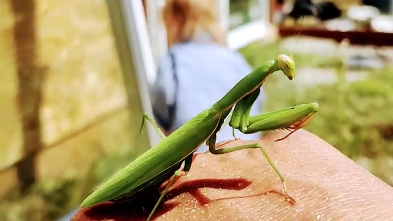 Praying mantis and baby