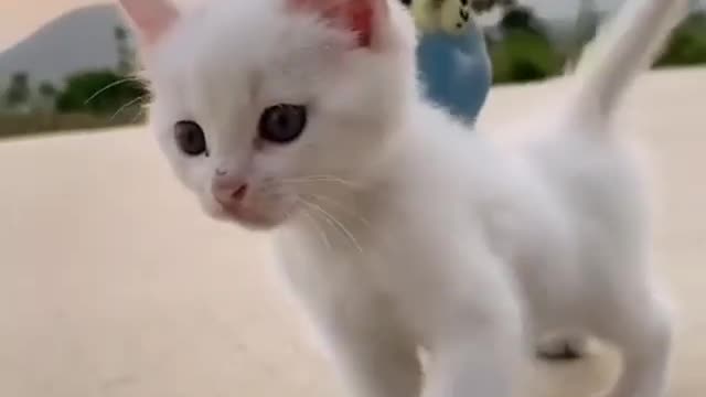 The cat plays with the blue lovebird