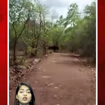 నల్లమలలో 154 ఏళ్ల తర్వాత అడవి దున్న| #forest #nallamallaforest #bafflow #ytshorts | FBTV NEWS