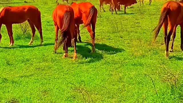 Beatifull horses