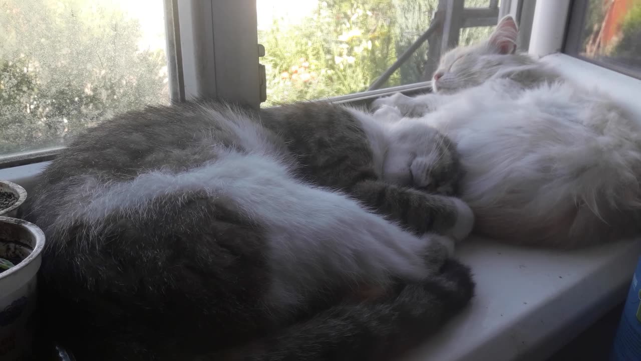 Cats are sleeping sweetly