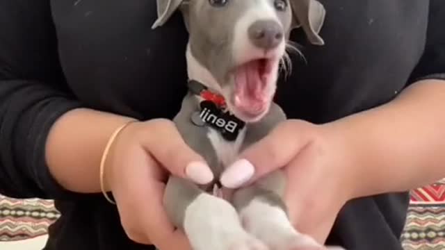 Super Cute Dog