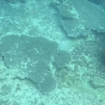 Dive into a Snorkeling Adventure