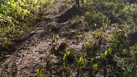 My happy dog on a walk