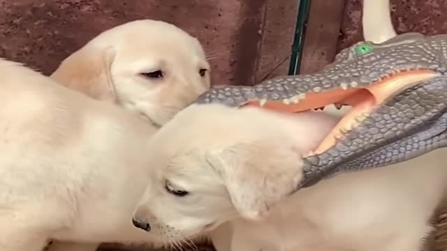 Funniest & Cutest Labrador Puppies #1 - Funny Puppy Videos 2020