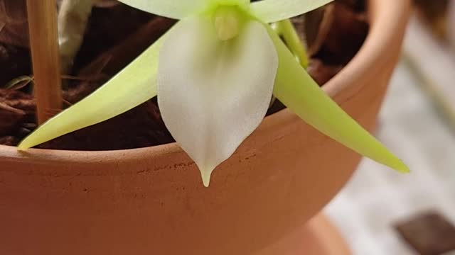 Angraecum Elephantinum // Madagascar // Children of the Night //