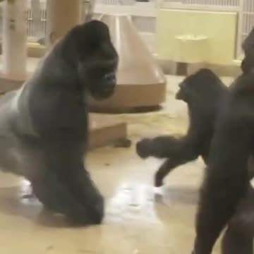 Funny Monkeys make me Happy