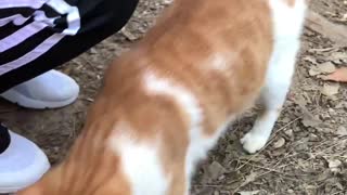 Cat eating churro