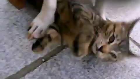 Dog and groom playing happily
