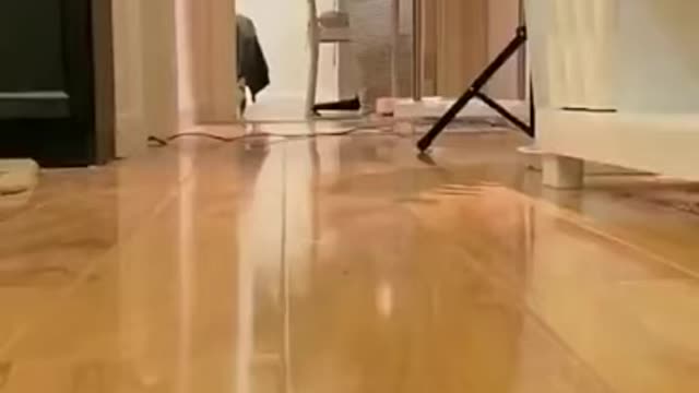Lovely Cat, black cat, cats, funny cats 2