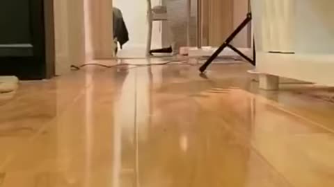 Lovely Cat, black cat, cats, funny cats 2