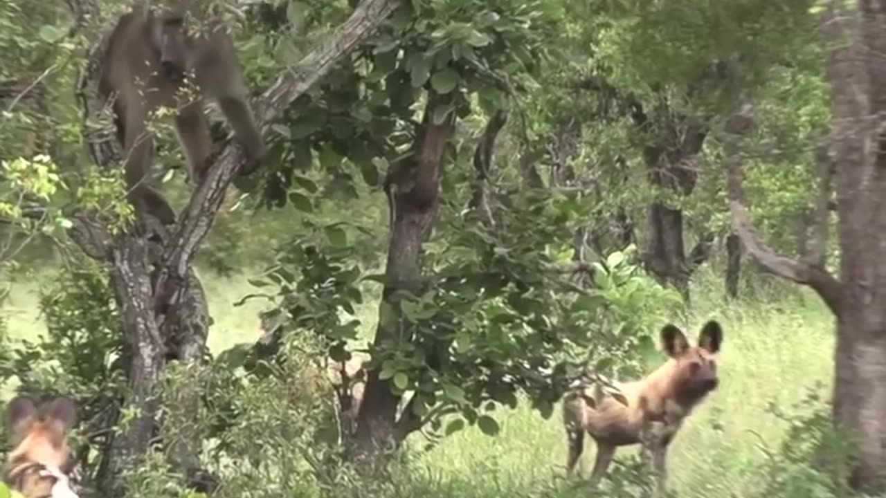The pack of wild dogs most likely attacked the baboon's territory.