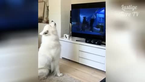 Funny animal videos to die for pet cats and dogs