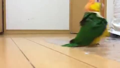 parrot walking so cute