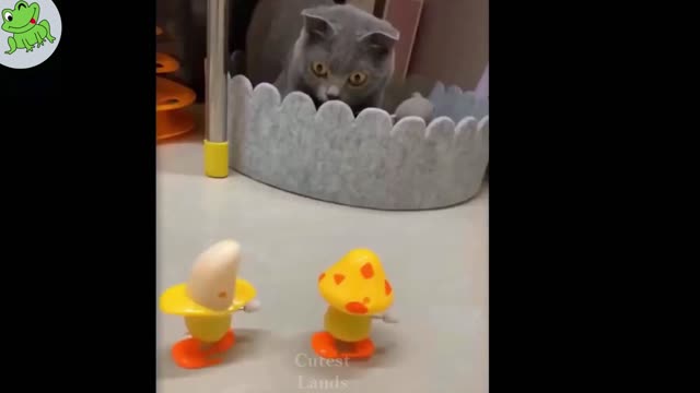 Cut Cats Playing With Toys Clip ..😀😀