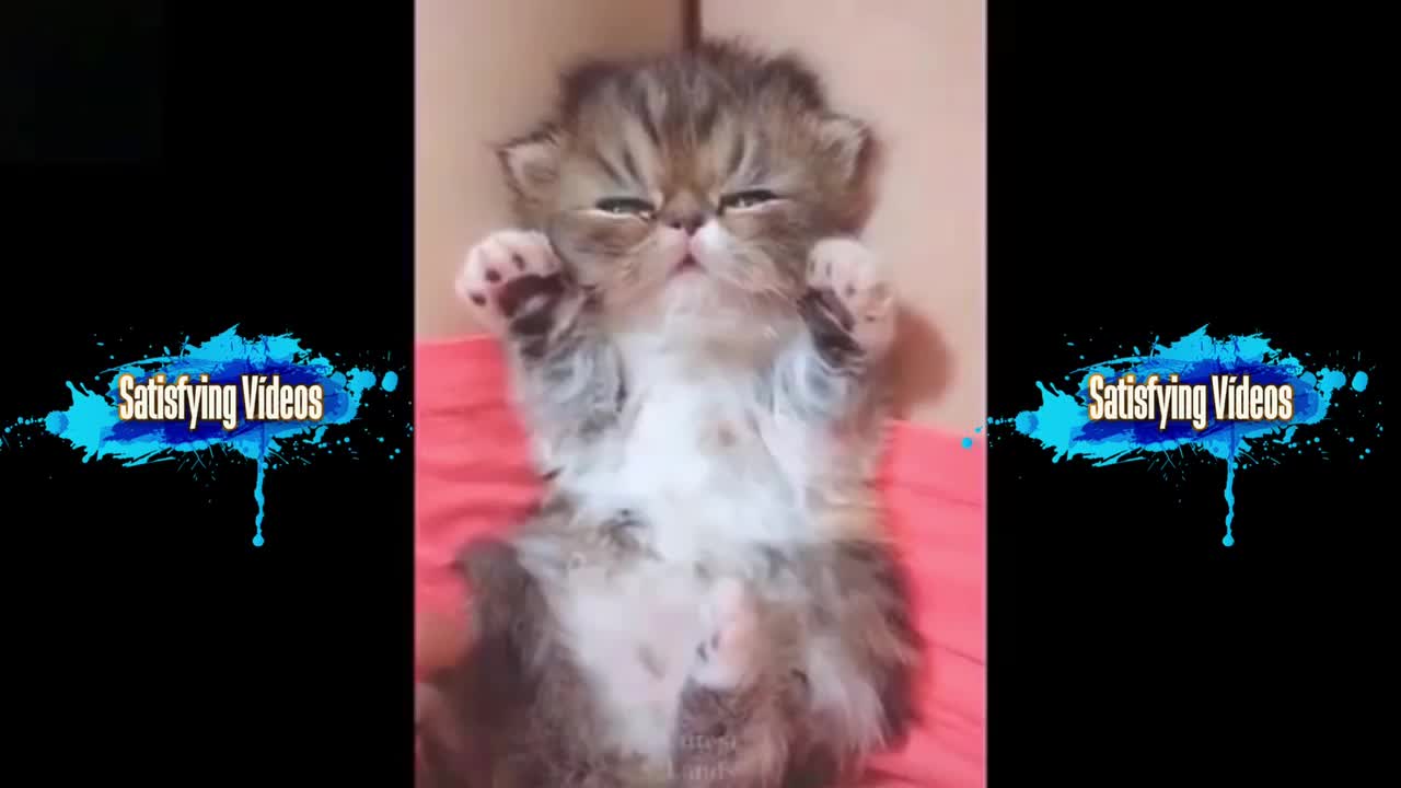 funny and fun animal