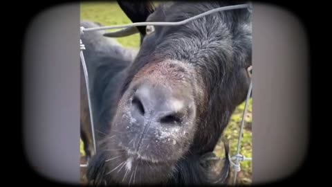 Funny Goat Scares Kids