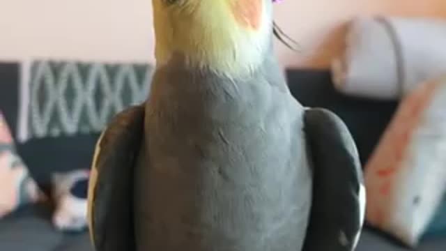 Feel Good: Parrot Sings I’m a Little Teapot.