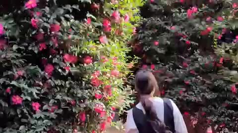 a woman walking in the camellia forest