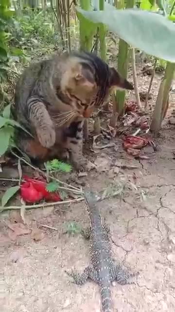 Funny cats #animals #cat #dog