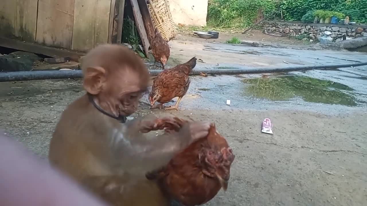 Wow very very nice video. Monkey and 🐔Love relationship💏