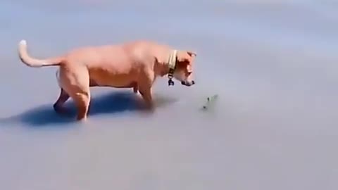 Funny video dog