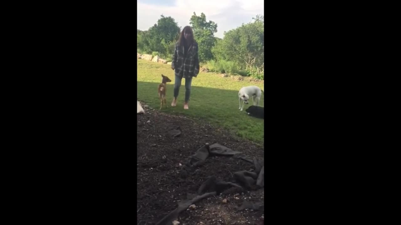 Rescued fawn adorably begs for bottle from owner #Shorts