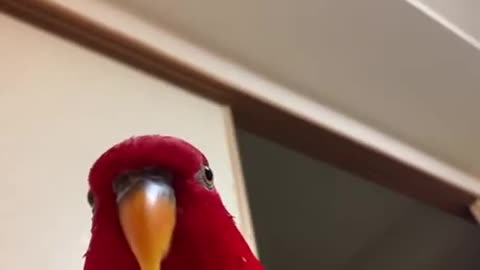 Funny Laughing And Vibrating Parrot - Funny Bird Video
