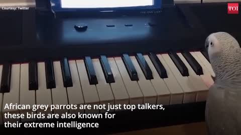 Amazing African grey parrot plays tune on piano